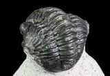 Bargain, Gerastos Trilobite Fossil - Morocco #69114-4